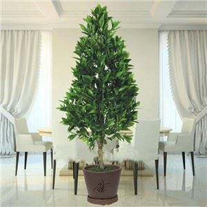 Искусственный конический топиарий Bay Laurel Tree